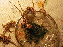 hatchlings