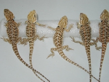 Bathing beauty babies