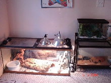 New BP home.  Leo and Green Sake on the side