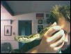 head of boa to ID