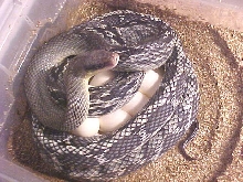 Blue Beauty female with clutch