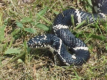 Craven County Chain King