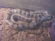 Gravid Taiwan