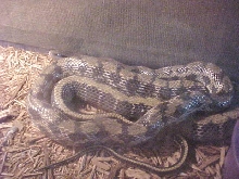 Fat Taiwan-Gravid