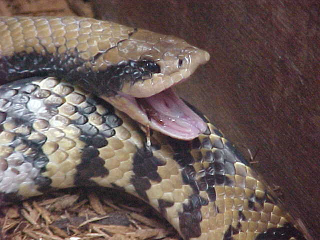 Big yawn for big meal, FWC
