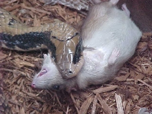 Male FWC with supersized meal!