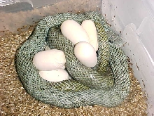 Female Climac w/clutch