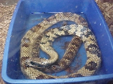 H. gigas