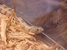 Brown Watersnake