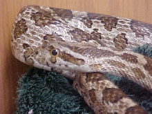 Emory Rat