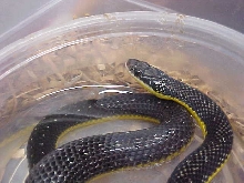 Chacoan Watersnake