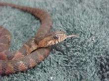 Banded watersnake?