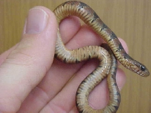 Banded? belly