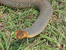 N. erythogaster