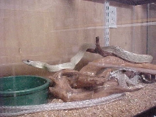 Gonyosoma janseni