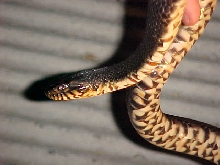 Nerodia fasciata