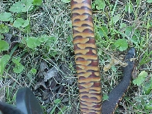 Name that Nerodia