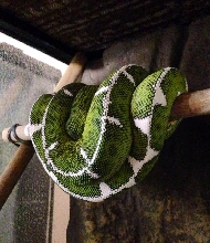 0.1. Corallus Batesii