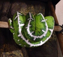 1.0. Corallus Batesii