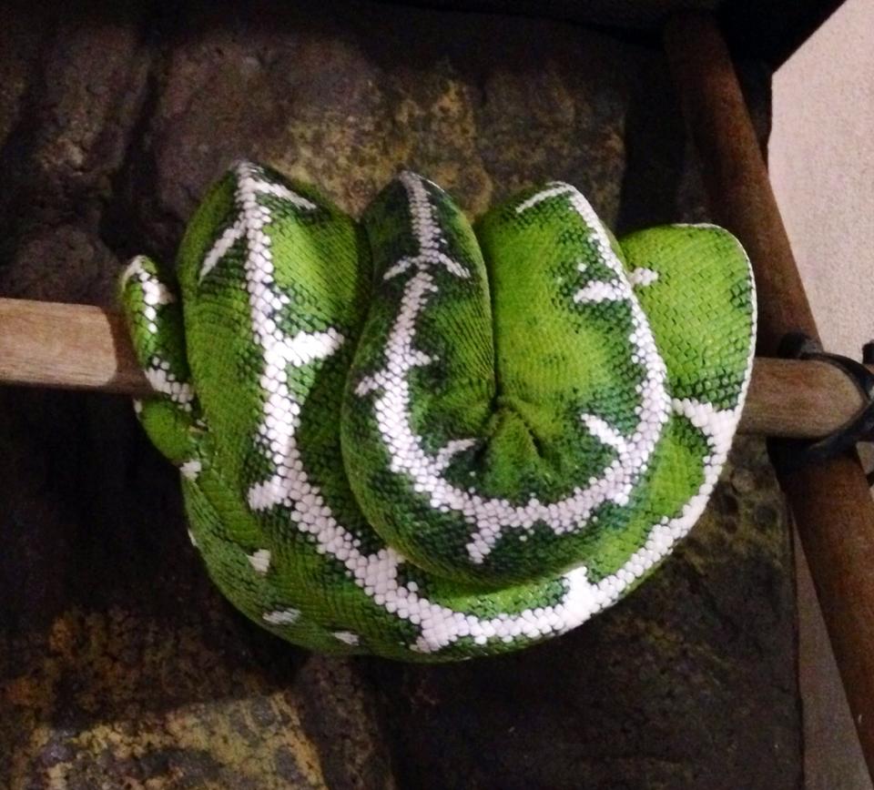 1.0. Corallus Batesii