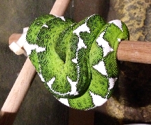 1.0. Corallus Batesii