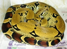 Peruvian female