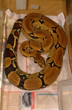 Peruvian Female