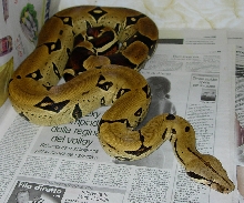 My Peruvian Boa