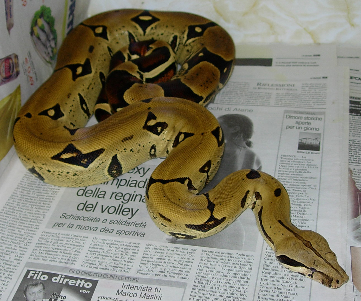 My Peruvian Boa
