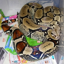 Peruvian Female Big