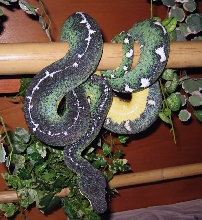 Gomitolo