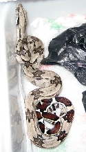 Suri litter 07 - 1