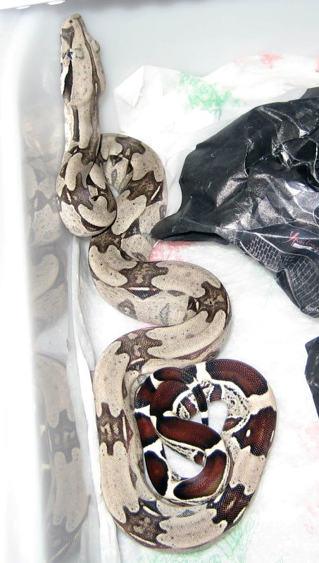 Suri litter 07 - 1