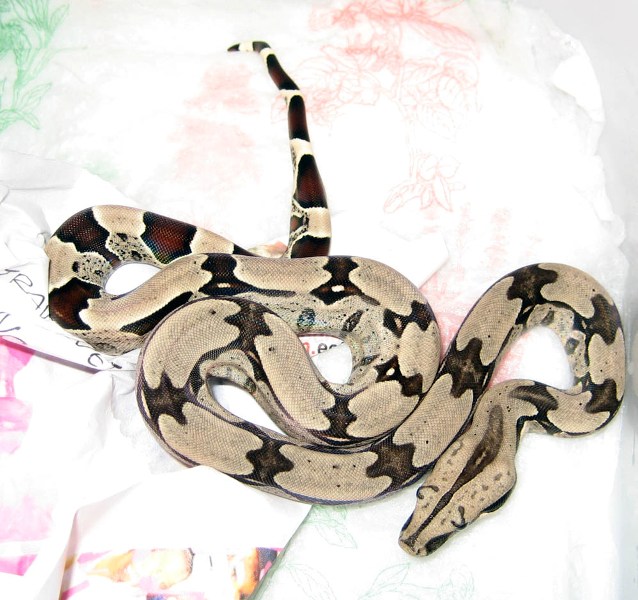 Suri litter 07 - 2
