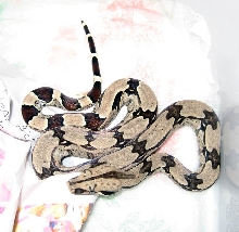 Suri litter 07 - 3