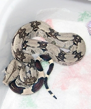 Suri litter 07 - 4