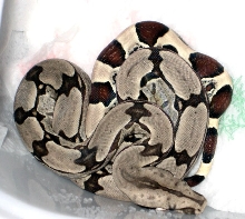 Suri litter 07 - 7