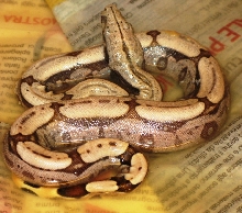 South Brazilian Amarali Litter