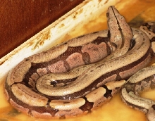 South Brazilian Amarali Litter 1