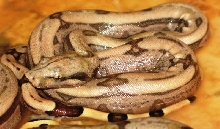 South Brazilian Amarali Litter 2