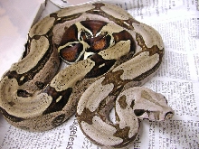 Guyana Male