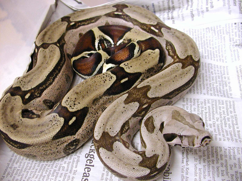 Guyana Male