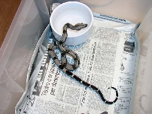 Baby Suri male