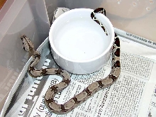 Baby Suri Male
