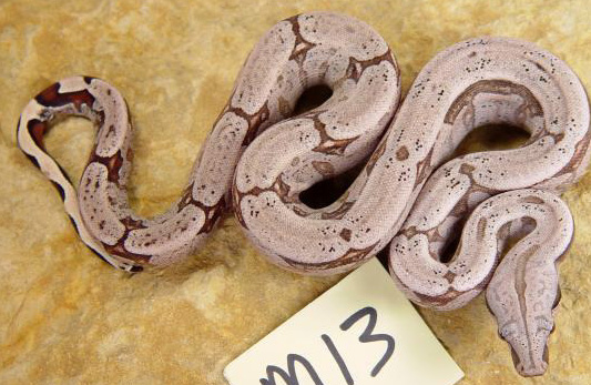 South brazilian amarali 4
