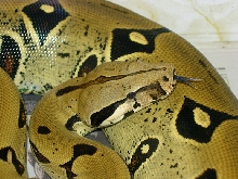 Peruvian head