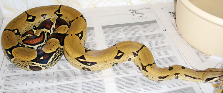 Peruvian female