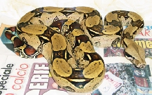 Surinam Female