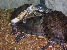 Naughty turtles!