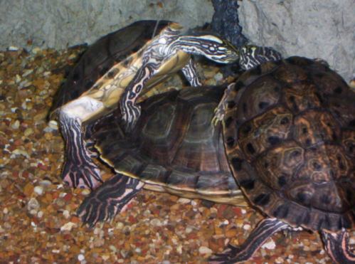 Naughty turtles!